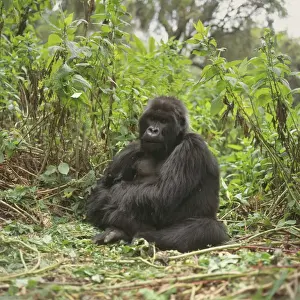 Mountain Gorillas (Gorilla gorilla beringei) blackback male, Virunga Volcanoes