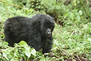Mountain Gorillas (Gorilla gorilla beringei) juvenile, Virunga Volcanoes, Rwanda, Africa
