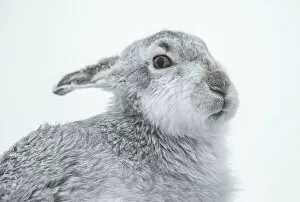 Eye Contact Gallery: Mountain Hare (Lepus timidus), Cairngorms, Scotland, United Kingdom, Europe