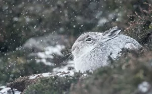 Rural Scenes Gallery: Mountain hare (Lepus timidus), Scottish Highlands, Scotland, United Kingdom, Europe