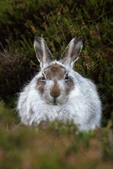 Eye Contact Gallery: Mountain hare (Lepus timidus) in winter coat, Scottish Highlands, Scotland, United Kingdom