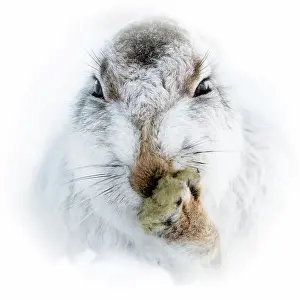 Mountain hare portrait (Lepus timidus) in winter snow, Scottish Highlands, Scotland