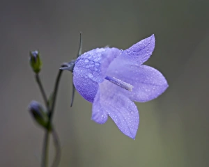 Mountain harebell (Campanula lasiocarpa), Glacier National Park, Montana Mountain harebell (Campanula lasiocarpa), Glacier National Park, Montana