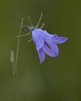 Mountain harebell (Campanula lasiocarpa), Gunnison National Forest, Colorado