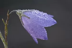 Mountain harebell (Campanula lasiocarpa) with frost, Glacier National Park
