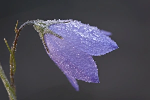 Mountain harebell (Campanula lasiocarpa) with frost, Glacier National Park Mountain harebell (Campanula lasiocarpa) with frost, Glacier National Park