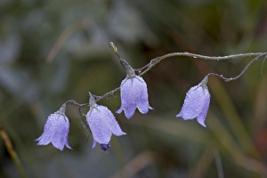 Mountain harebell (Campanula lasiocarpa) with frost, Glacier National Park Mountain harebell (Campanula lasiocarpa) with frost, Glacier National Park