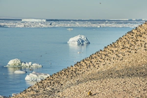 Flock Of Birds Prints: Mountain full of imperial shags (Phalacrocorax atriceps), Paulet Island, Antarctica