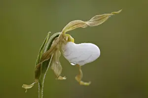 Albert A Prints: Mountain ladys slipper (white ladys slipper) (large ladys slipper) (moccasin flower) (Cypripedium montanum)