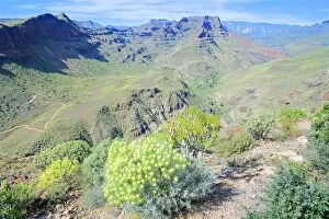 Images Dated 8th March 2007: Mountain landscape with blooming flowers, Gran Canaria, Canary Islands