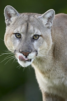 Mountain lion (cougar) (Felis concolor)
