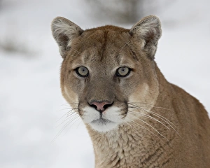 Images Dated 1st March 2008: Mountain Lion (Cougar) (Felis concolor) in snow in captivity, near Bozeman