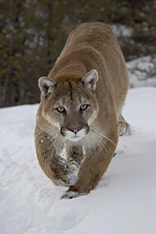 Images Dated 1st March 2008: Mountain Lion (Cougar) (Felis concolor) in snow in captivity, near Bozeman