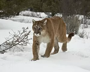 Images Dated 1st March 2008: Mountain Lion (Cougar) (Felis concolor) in snow in captivity, near Bozeman