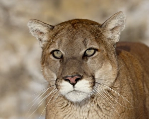 Mountain Lion (Cougar) (Felis concolor) in captivity, near Bozeman, Montana Mountain Lion (Cougar) (Felis concolor) in captivity, near Bozeman, Montana