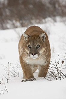 Images Dated 1st March 2008: Mountain lion or cougar (Felis concolor) in snow, near Bozeman, Montana