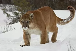 Images Dated 1st March 2008: Mountain lion or cougar (Felis concolor) in snow, near Bozeman, Montana