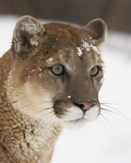 Images Dated 1st March 2008: Mountain lion or cougar (Felis concolor) in snow, near Bozeman, Montana