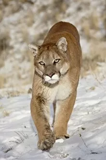 Mountain Lion (Cougar) (Felis concolor) in the snow, in captivity, near Bozeman
