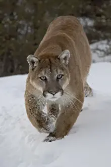 Mountain Lion (Cougar) (Felis concolor) in snow in captivity, near Bozeman