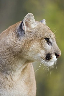 Attentive Prints: Mountain lion (cougar) (Felis concolor) staring