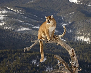 Mountain Lion (Cougar) (Felis concolor) in a tree in the snow, in captivity Mountain Lion (Cougar) (Felis concolor) in a tree in the snow, in captivity
