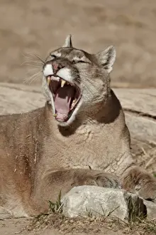 Animal Head Prints: Mountain lion (cougar) (puma) (Puma concolor) yawning