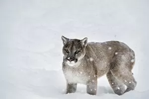 Mountain lion (puma) (cougar) (Puma concolor), Montana, United States of America