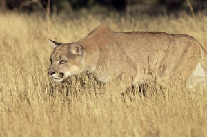 Focusing Prints: Mountain lion stalking