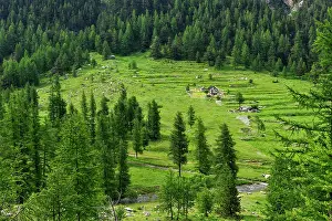 Chalet Prints: Mountain pasture chalet in the valley of Miniere surrounded by green forest in Mercantour National Park