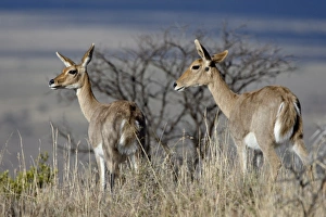 Images Dated 1st November 2007: Two mountain reedbuck (Redunca fulvorufula) doe, Mountain Zebra National Park