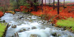 Bright Prints: Mountain river flows through autumn colors near Wastwater Lakeside in Western Lake District