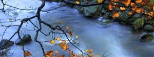 Trail Prints: Mountain river flows through autumn leaves near Wastwater in the Western Lake District of Cumbria in the United Kingdom