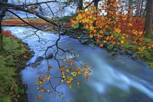 United Prints: Mountain river flows past autumn leaves near Wastwater Lakeside in Western Lake District