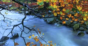 Stones Prints: Mountain river flows past colorful autumn leaves near Wastwater in the Lake District of Cumbria
