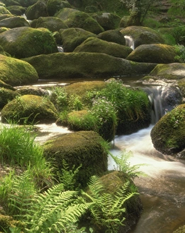 Ferns Prints: Mountain stream cascades over rocks covered with mosses, ferns and flowers in Scotland