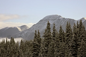 Evergreen Prints: Mountains and evergreens with snow