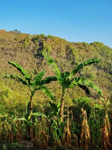 Indigenous Prints: Mountains and fields surrounding Semuc Champey in Guatemala with green plants and a clear blue sky