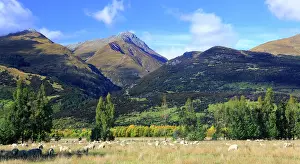 Pastures Prints: Mountains above Glenorchy, near Queenstown, South Island, New Zealand