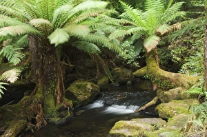 Tree Fern Prints: Mountains stream flowing through forest of tree ferns, Mount Fields National Park