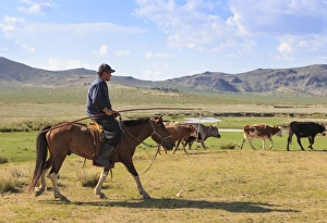 Rider Prints: Mounted nomad herds cows in summer, holding uurga, Khogno Khan Uul Nature Reserve