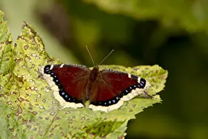 Butter Fly Prints: Mourning cloak (Camberwell beauty) (Nymphalis antiopa), Palmer, Alaska