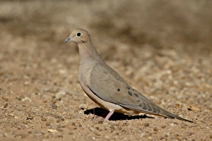 Images Dated 16th November 2008: Mourning Dove (Zenaida macroura), Sonny Bono Salton Sea National Wildlife Refuge