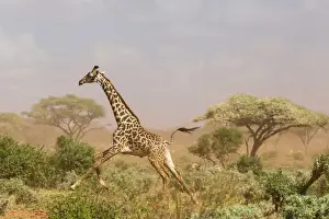 Dusty Prints: A Msai giraffe (Giraffa camelopardalis tippelskirchi) running in a dust storm, Tsavo