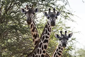 Top Section Prints: Three Msai giraffes (Giraffa camelopardalis tippelskirchi) looking at the camera