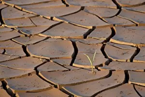 Mud cracks with sprouting plant, Kruger National Park, South Africa, Africa