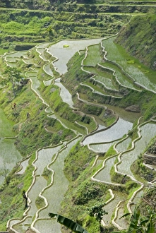 Terraces Prints: Mud-walled rice terraces of Ifugao culture, Banaue, UNESCO World Heritage Site