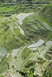 Images Dated 19th March 2010: Mud-walled rice terraces of Ifugao culture, Banaue, UNESCO World Heritage Site