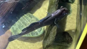 Aquarium Prints: Mudskipper, Tampa Aquarium, United States of America