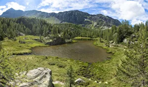 Pine Tree Prints: Mufule lake framed by green forest and mountains in summer, Valmalenco, Valtellina